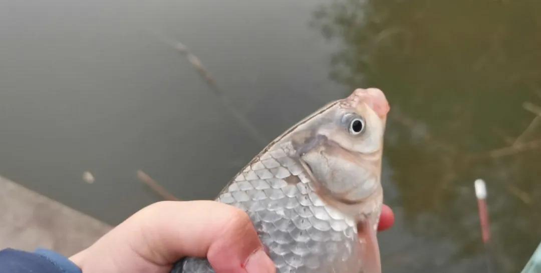 看是否有胆, 鱼不在岸边 看是否有胆, 鱼不在岸边