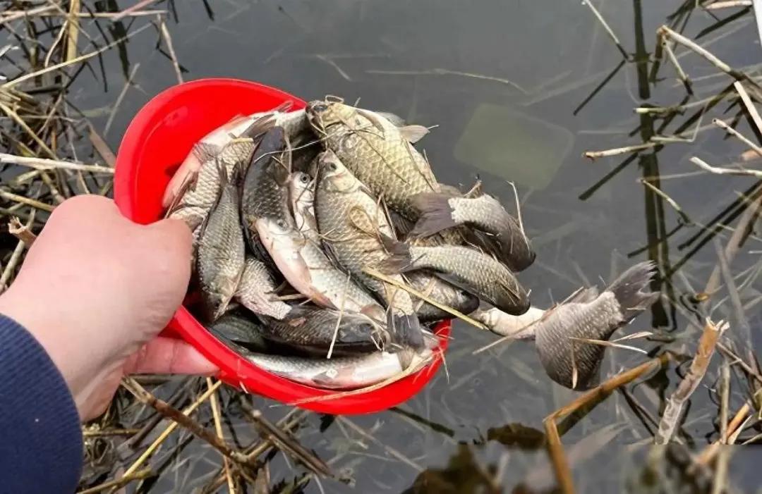 div, 灵活应对变, 米中硬调竿 div, 灵活应对变, 米中硬调竿