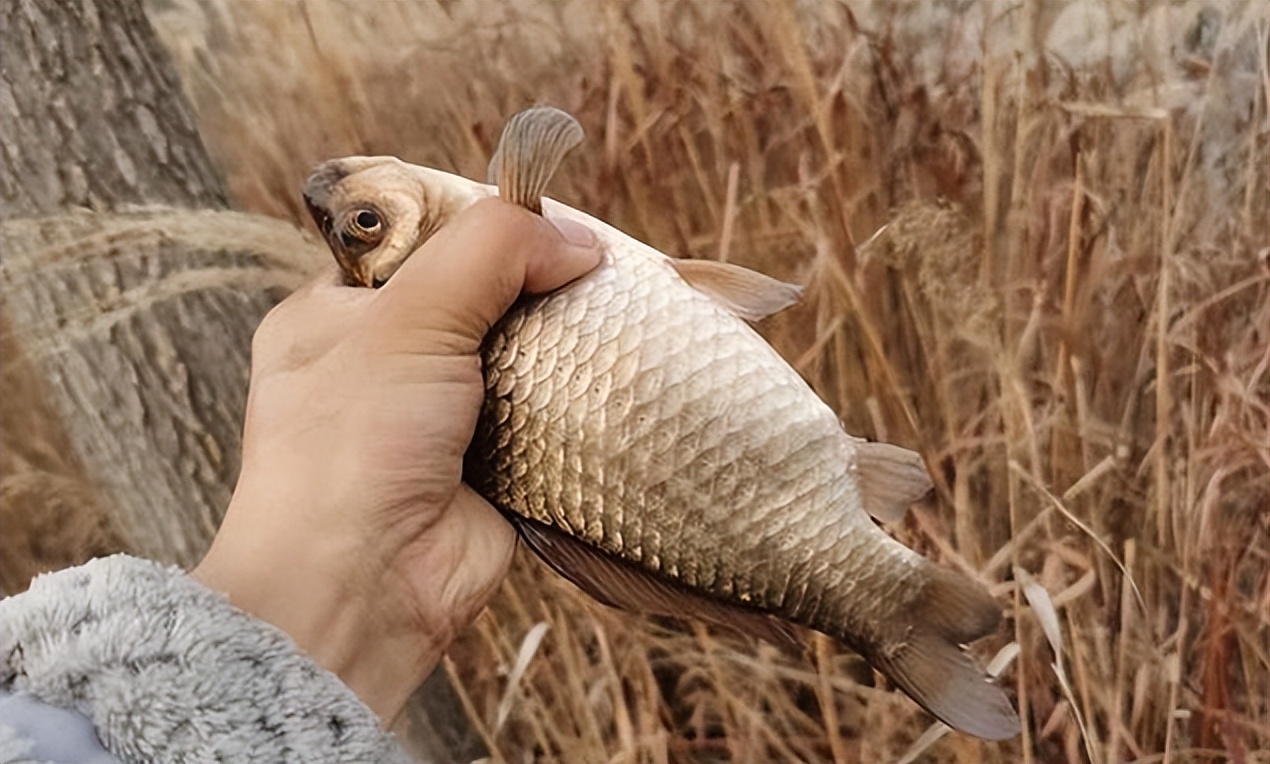 个选竿秘诀 个选竿秘诀