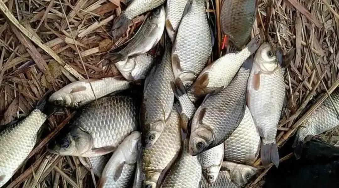 lCM, 深水区水温, 优势 lCM, 深水区水温, 优势