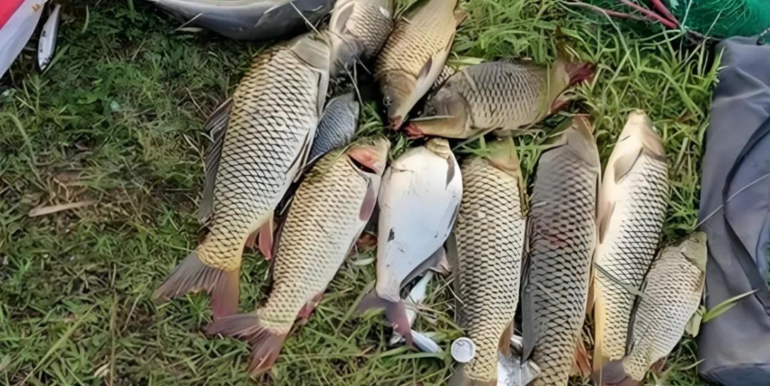 短竿根本够 短竿根本够